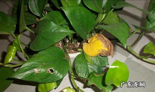 绿萝叶子发黄是怎么回事?