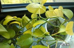 绿萝叶子发黄是怎么回事？