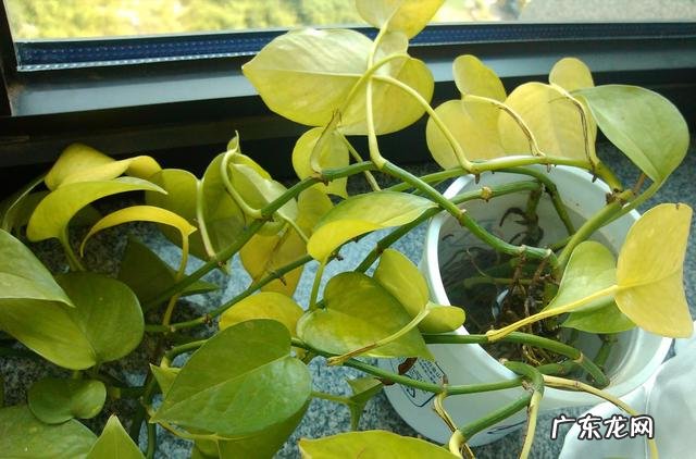 绿萝叶子发黄是怎么回事?