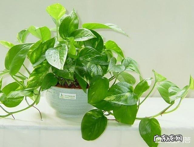 绿萝叶子发黄是怎么回事?