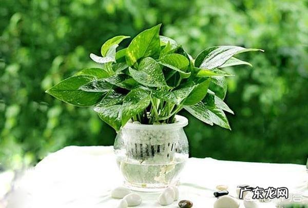 绿萝叶子发黄是怎么回事?