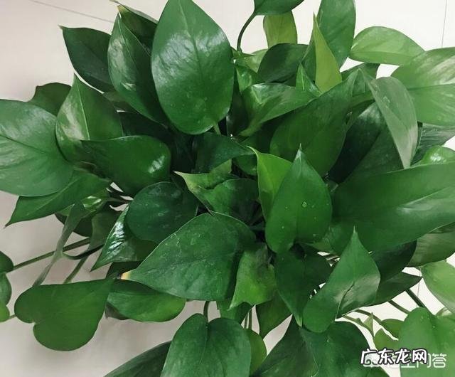 绿萝叶子发黄是怎么回事?