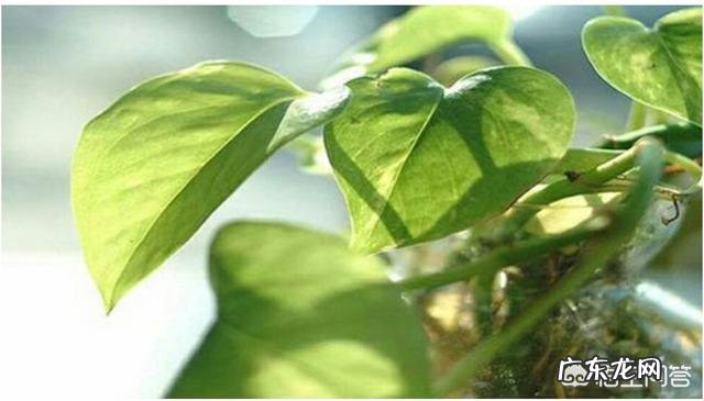 绿萝叶子发黄是怎么回事?