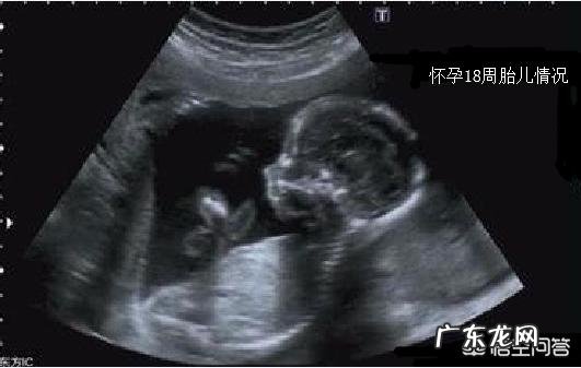 18周的胎儿一般多长时间会胎动一下?
