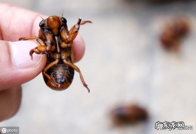 农村的知了猴就是金蝉,有哪些营养?为何这么多人爱吃?