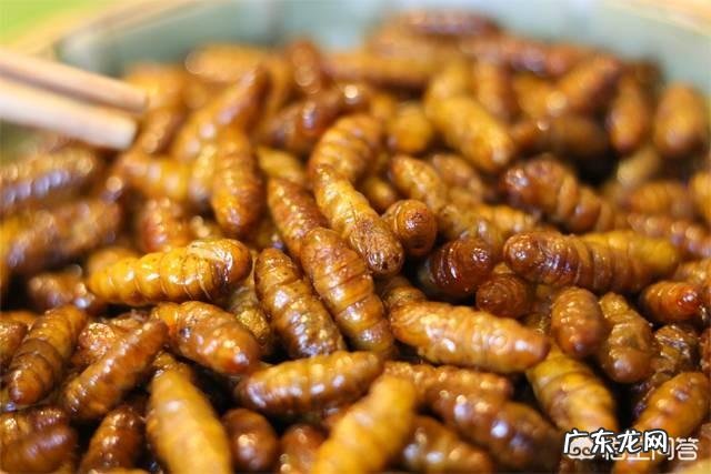 农村的知了猴就是金蝉,有哪些营养?为何这么多人爱吃?