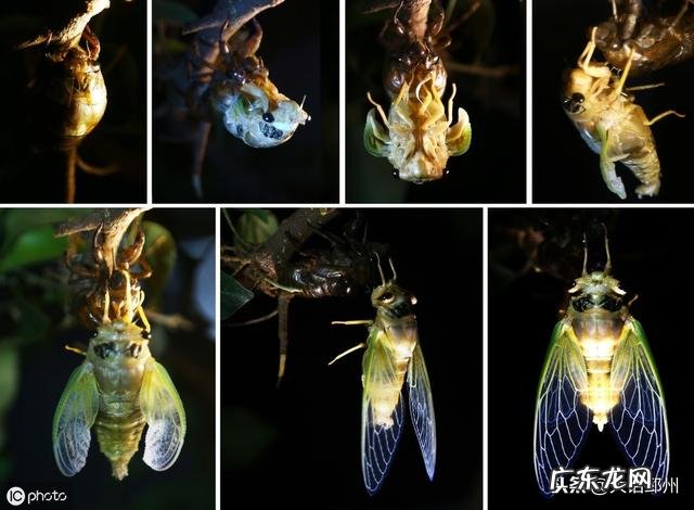 农村的知了猴就是金蝉，有哪些营养？为何这么多人爱吃？