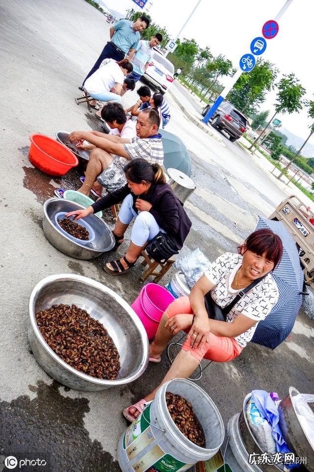 农村的知了猴就是金蝉，有哪些营养？为何这么多人爱吃？