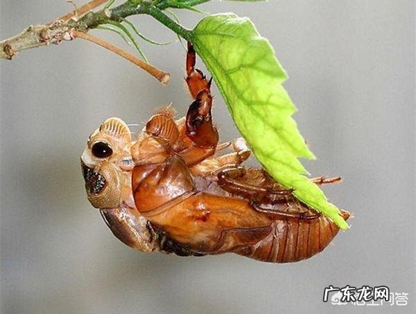 农村的知了猴就是金蝉,有哪些营养?为何这么多人爱吃?