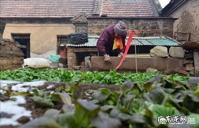 农村的知了猴就是金蝉,有哪些营养?为何这么多人爱吃?