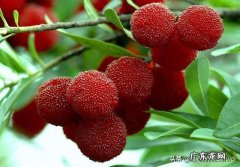 女人每天晚上喝一点杨梅泡的酒，有什么好处？