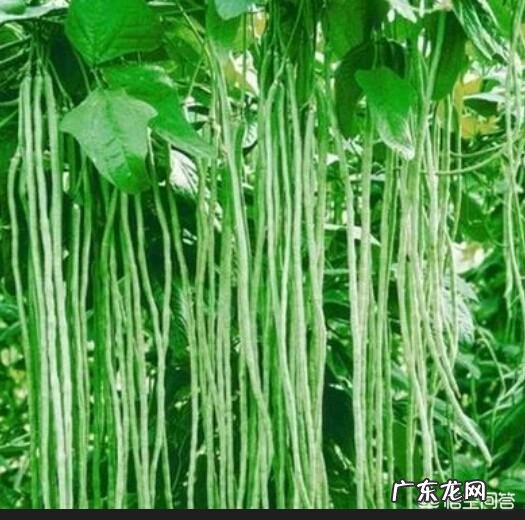 如何种豆角才能长得多?