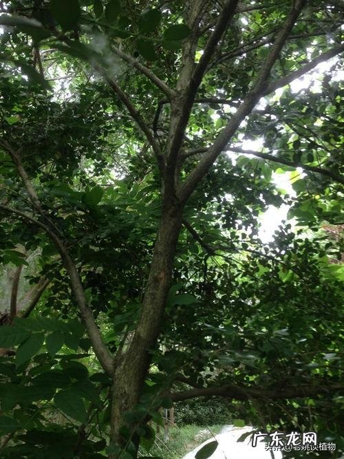 绿化带黄杨是雕刻用的黄杨木吗?请教大神科普?