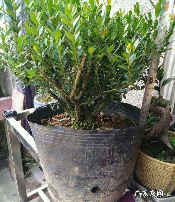 绿化带黄杨是雕刻用的黄杨木吗?请教大神科普?