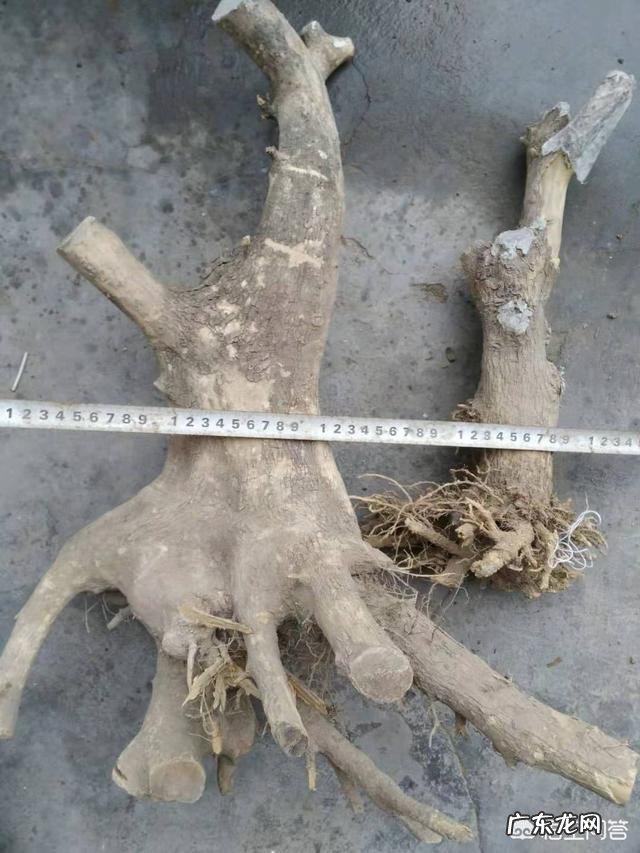 绿化带黄杨是雕刻用的黄杨木吗？请教大神科普？