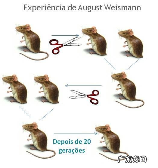 先父遗传是真的吗?为什么很多科学家都支持此观点?