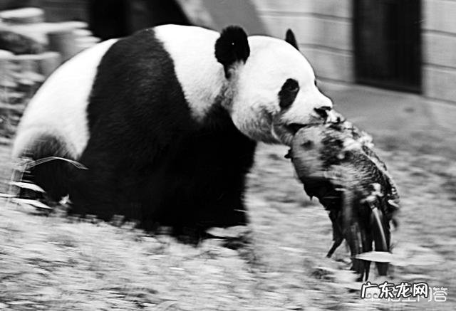 澳洲国宝袋鼠和我国国宝大熊猫打架,谁更厉害?有何依据?