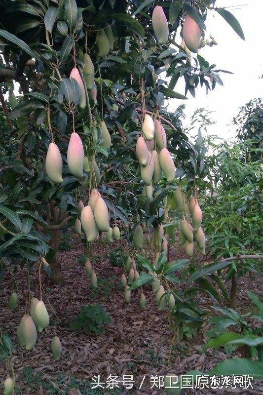 芒果有什么营养价值呢?