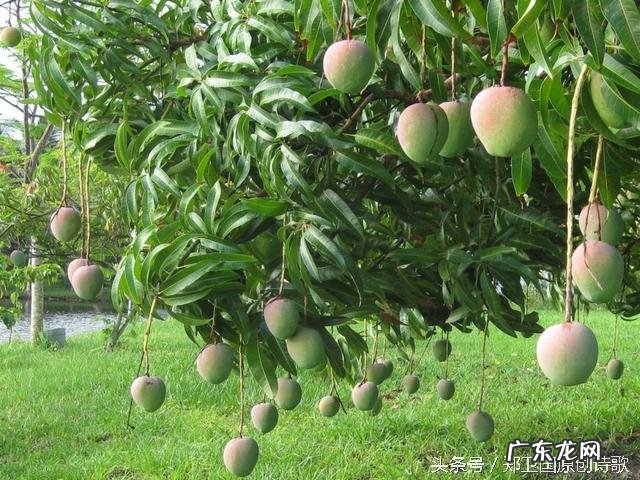 芒果有什么营养价值呢?