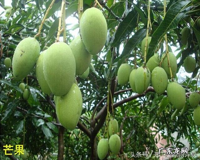 芒果有什么营养价值呢?