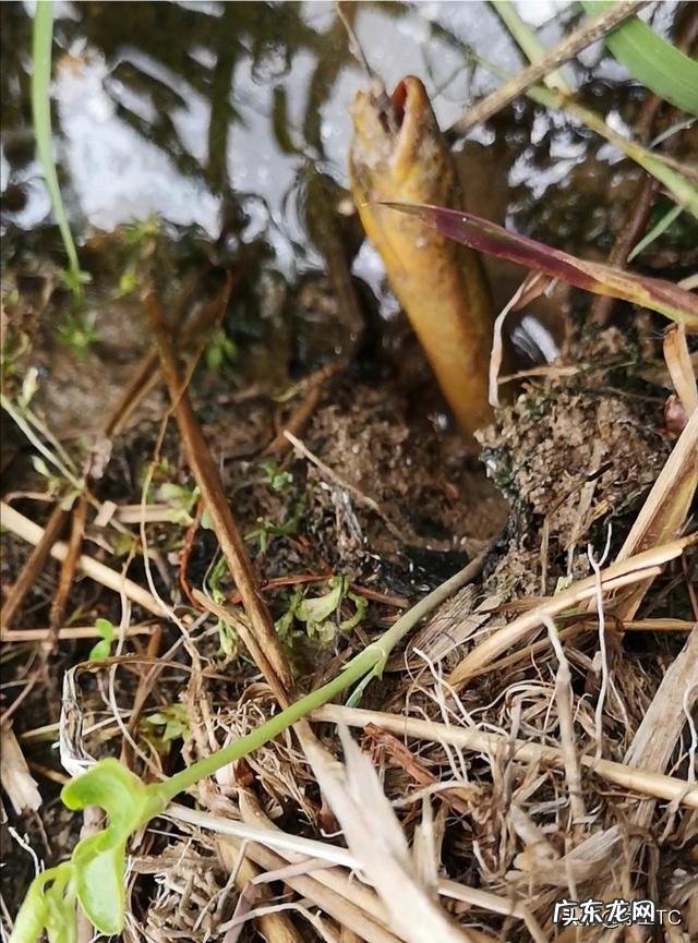 泥鳅和黄鳝哪个更有营养？