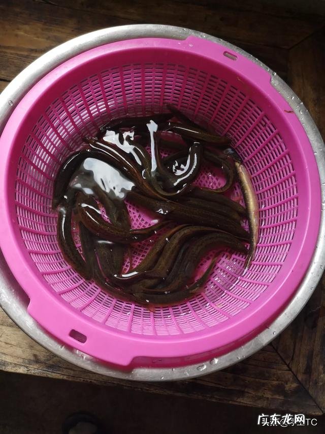 泥鳅和黄鳝哪个更有营养?