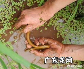 泥鳅和黄鳝哪个更有营养？