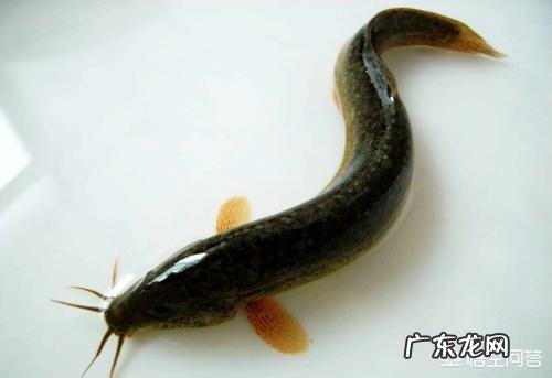 泥鳅和黄鳝哪个更有营养？