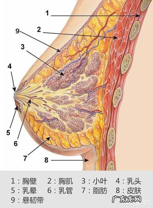 断奶后胸部下垂怎么办?