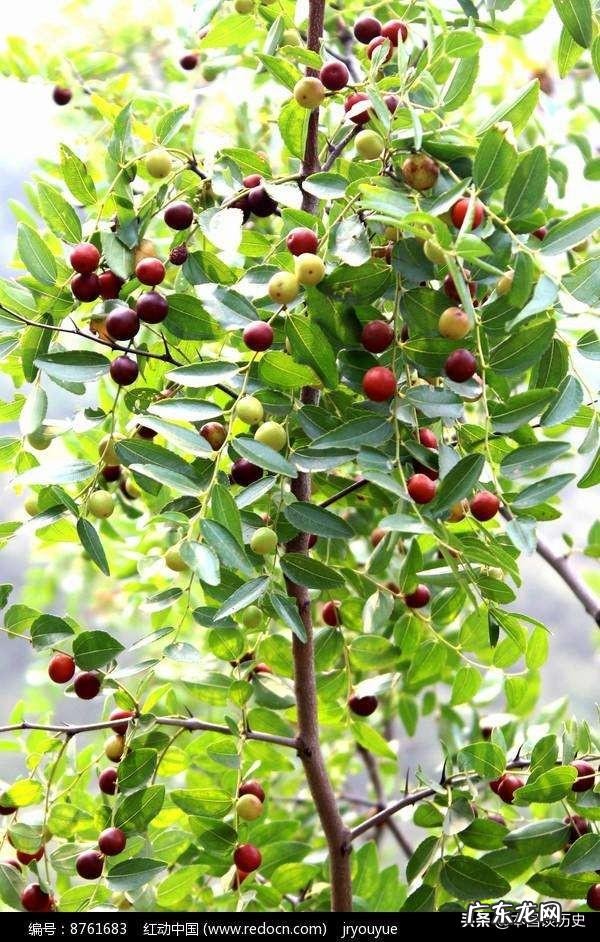 中医治失眠不错,中医把失眠分几类?分别怎样调养?