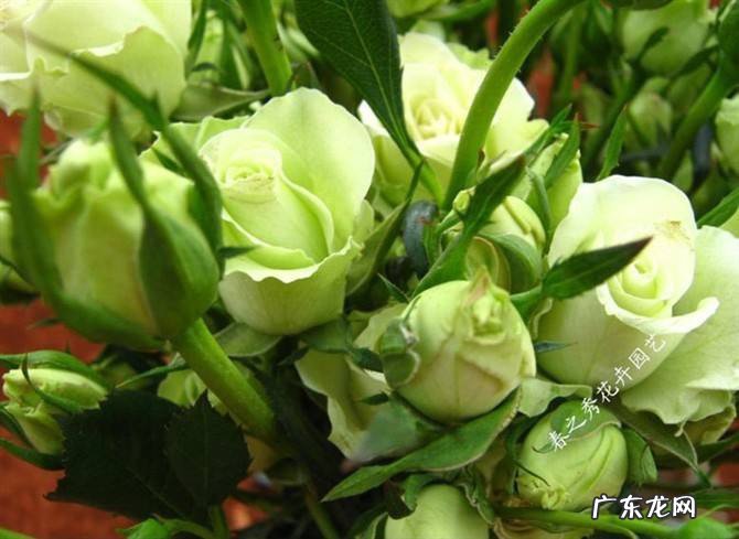 绿玫瑰花语是什么