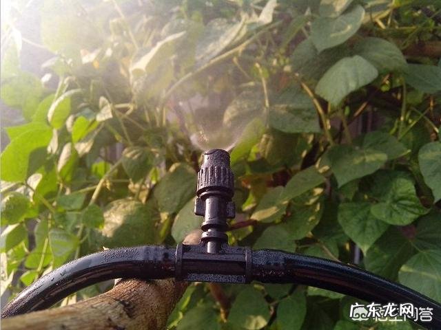 夏季如何给花卉植物防暑降温？