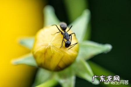 用什么能把蚂蚁消灭？