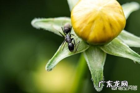 用什么能把蚂蚁消灭？