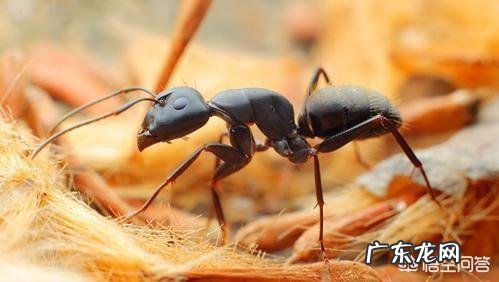 用什么能把蚂蚁消灭？