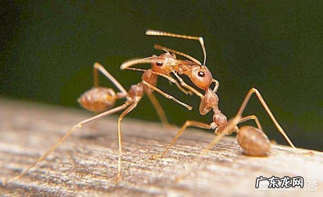 用什么能把蚂蚁消灭？