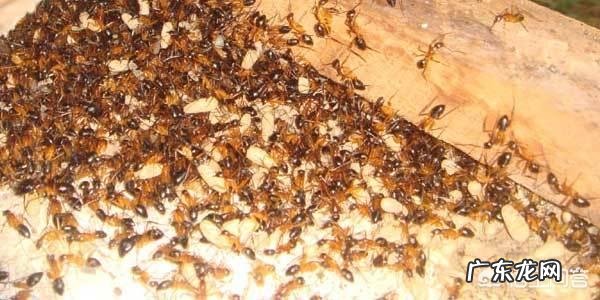 用什么能把蚂蚁消灭？
