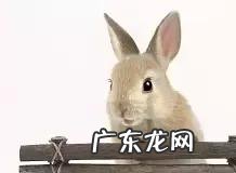 你觉得属兔的人，哪方面最可怕？