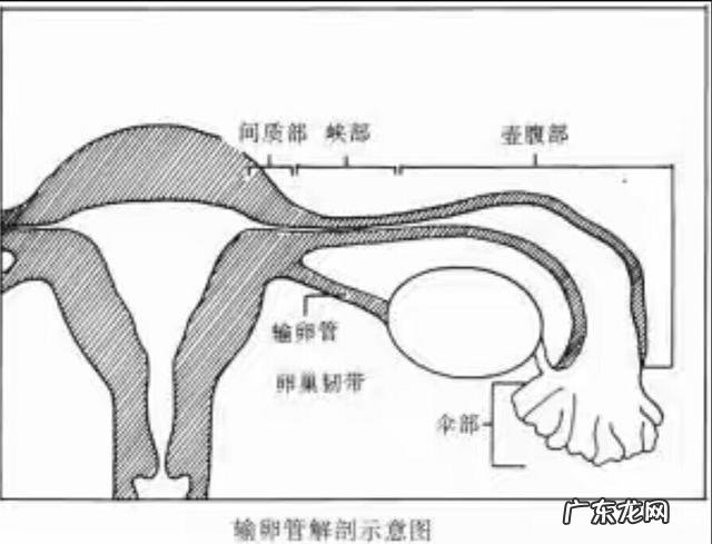 是什么原因造成输卵管的堵塞?