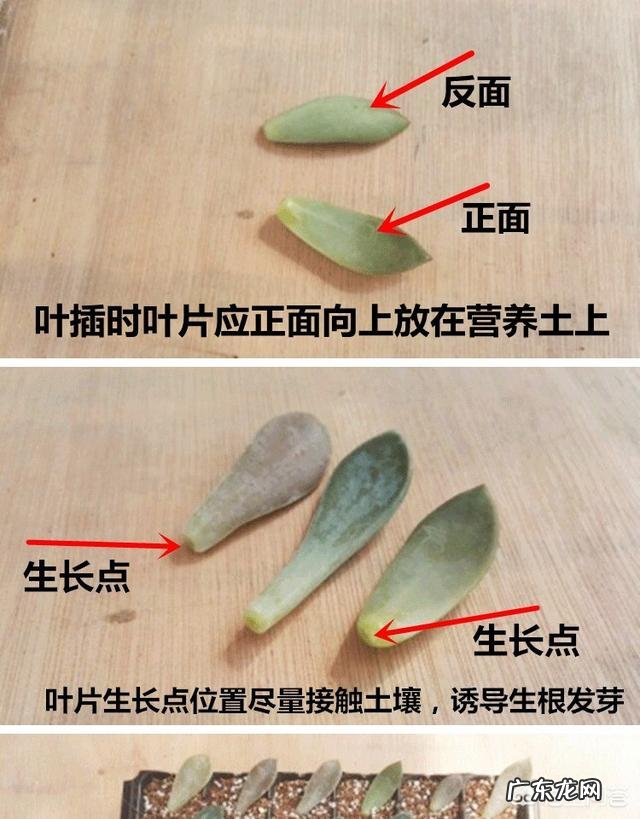多肉叶片怎么出芽最快?