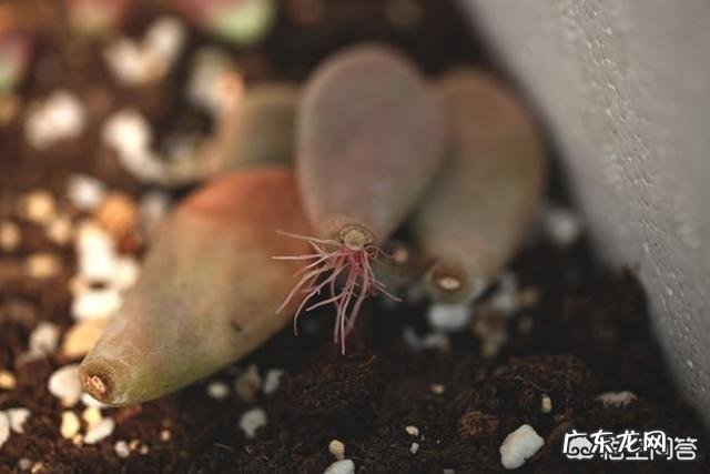 多肉叶片怎么出芽最快?