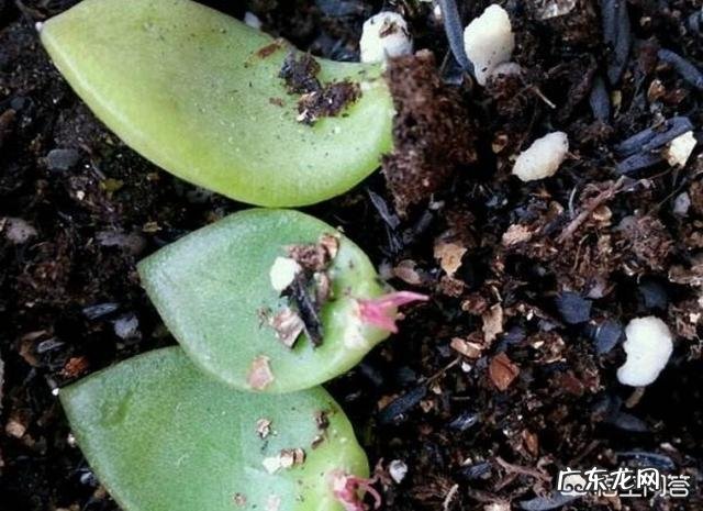 多肉叶片怎么出芽最快?