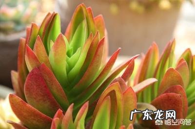 多肉叶片怎么出芽最快?