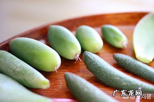 多肉叶片怎么出芽最快?
