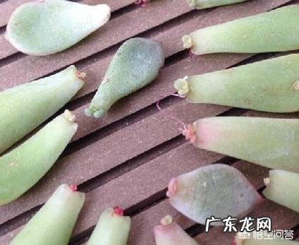 多肉叶片怎么出芽最快?