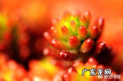 多肉叶片怎么出芽最快?