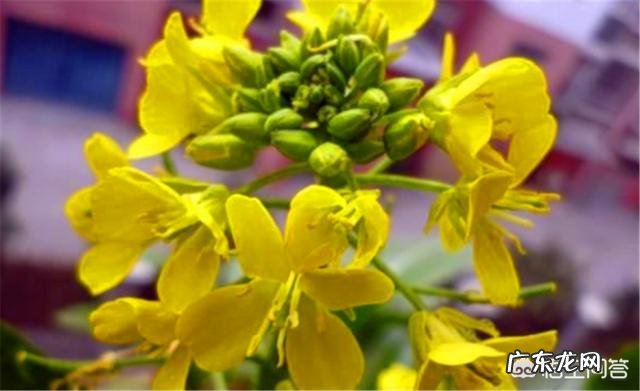 花菜和菜花两种蔬菜如何辨别,吃法有何不同?