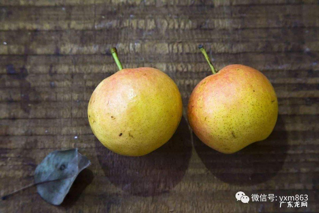 坏掉的梨子怎么办