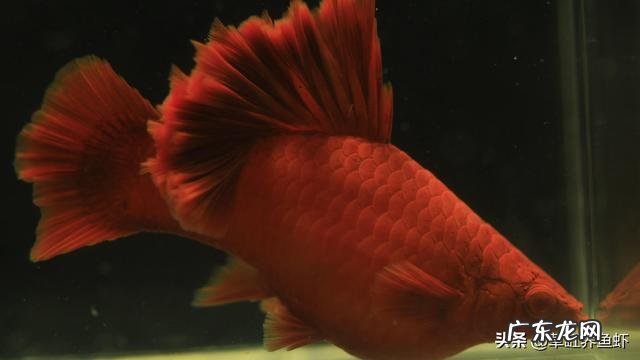 高鳍红剑饲养窍门是什么?
