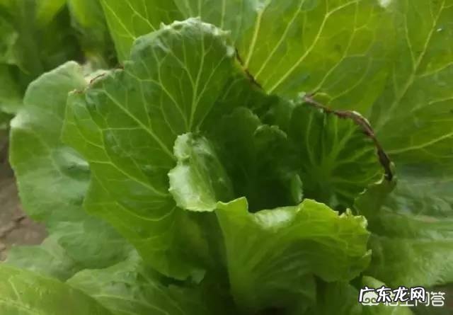 微量元素肥作用是什么？农资店说农民种庄稼长不好不高产，是缺失这种肥料？有道理没？